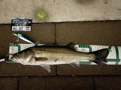 シーバスの釣果