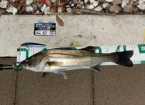 シーバスの釣果