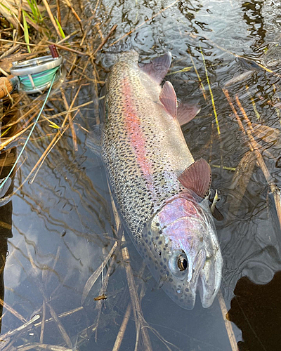 ニジマスの釣果