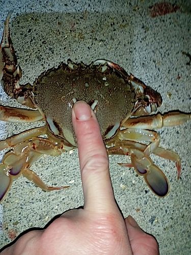 ヒラツメガニの釣果