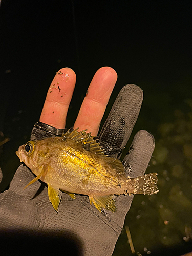 メバルの釣果