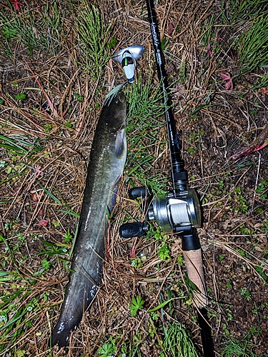 ナマズの釣果