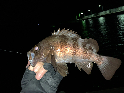 メバルの釣果