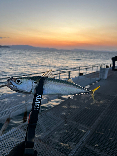 サバの釣果