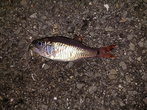 ネンブツダイの釣果