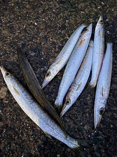 カマスの釣果