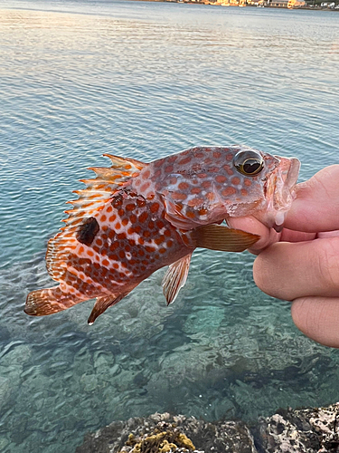 アコウの釣果