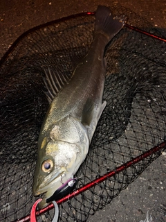 スズキの釣果