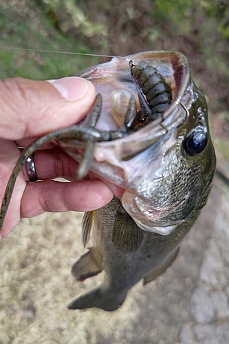 ラージマウスバスの釣果