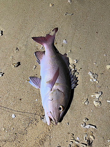 バラフエダイの釣果