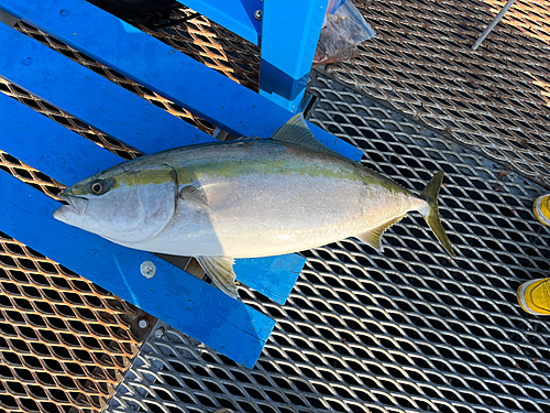 ブリの釣果