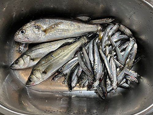 イシモチの釣果