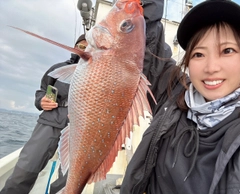 マダイの釣果