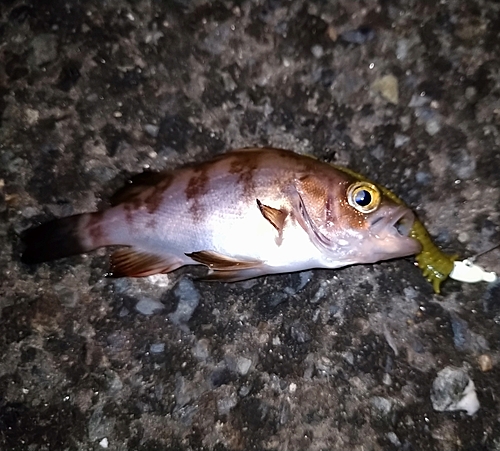 メバルの釣果