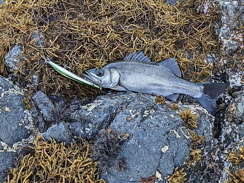 ヒラスズキの釣果