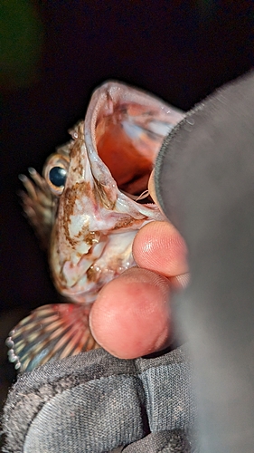 メバルの釣果