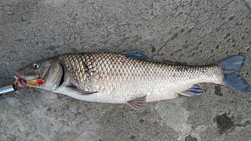 ニゴイの釣果