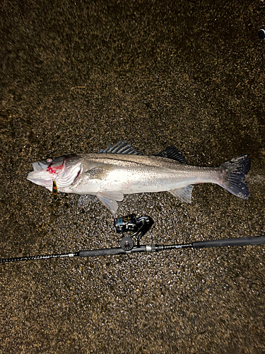 シーバスの釣果