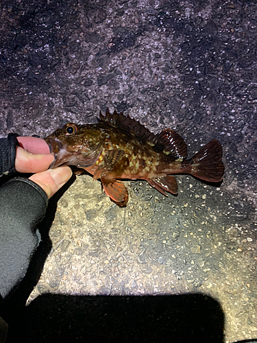 ガシラの釣果