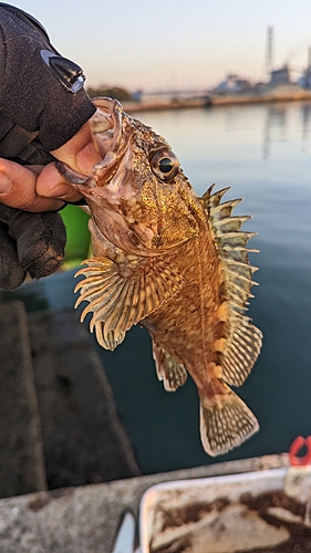 メバルの釣果