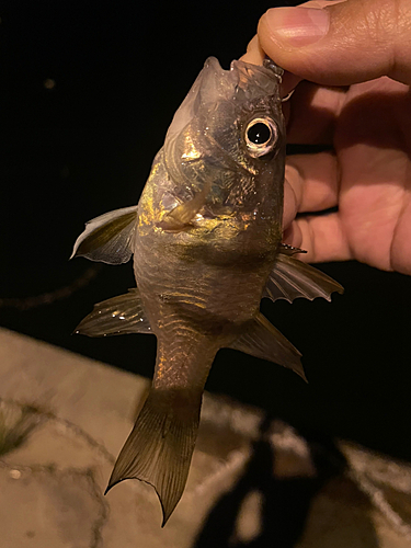 キンギョの釣果