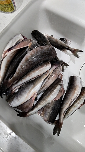 ホッケの釣果