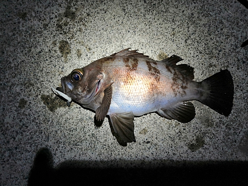 メバルの釣果