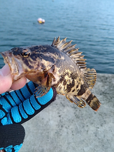 タケノコメバルの釣果