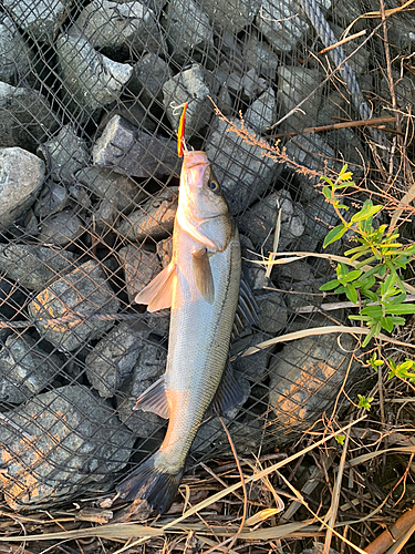 フッコ（マルスズキ）の釣果