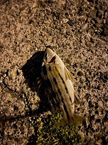 コトヒキの釣果