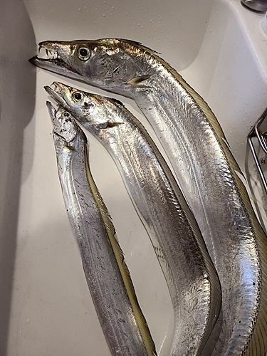 タチウオの釣果