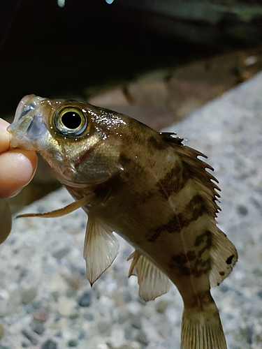 タケノコメバルの釣果