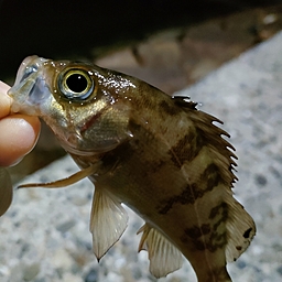 タケノコメバル