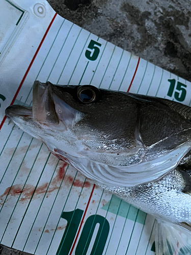 シーバスの釣果