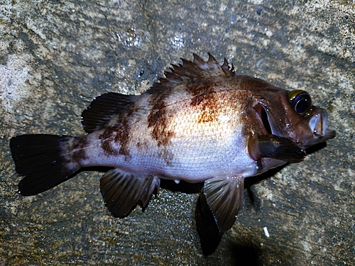 メバルの釣果