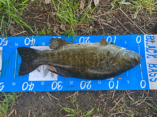 スモールマウスバスの釣果