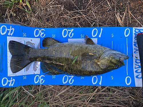 スモールマウスバスの釣果