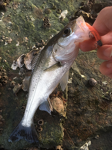 セイゴ（タイリクスズキ）の釣果