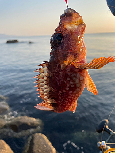 カサゴの釣果