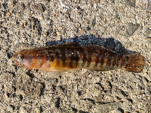 ハゼの釣果