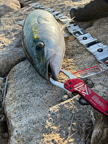 ブリの釣果