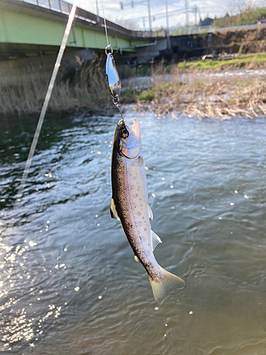 ヤマメの釣果