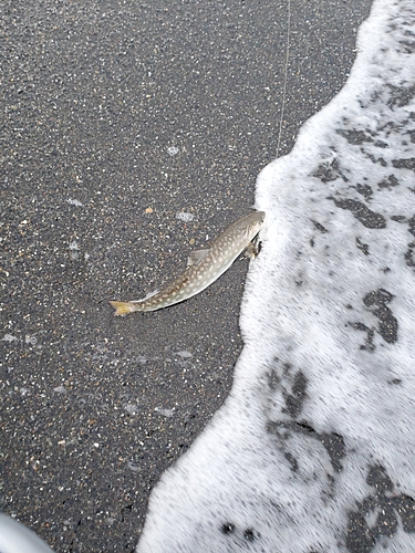 アメマスの釣果