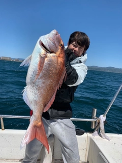 マダイの釣果