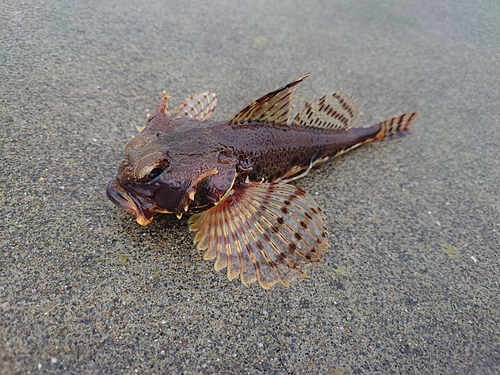 カジカの釣果