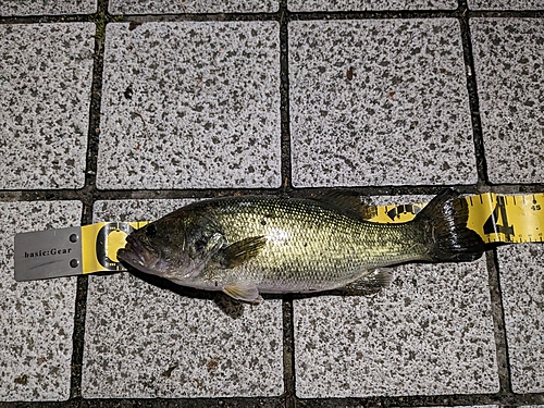 ブラックバスの釣果