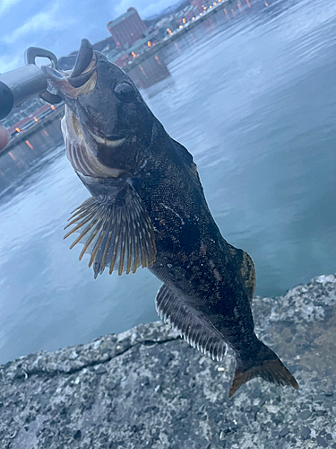 アイナメの釣果