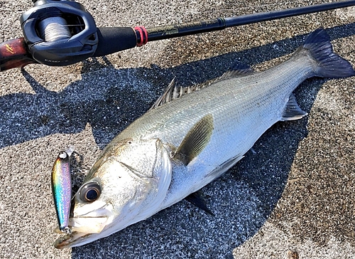 シーバスの釣果