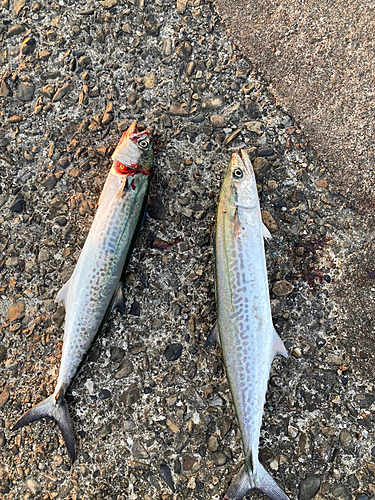 サゴシの釣果