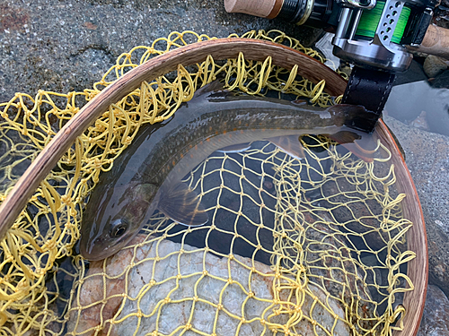 イワナの釣果